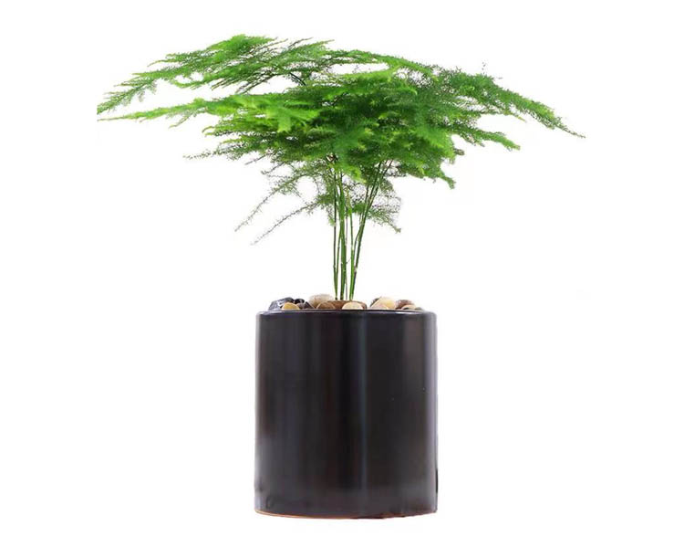 水培文竹