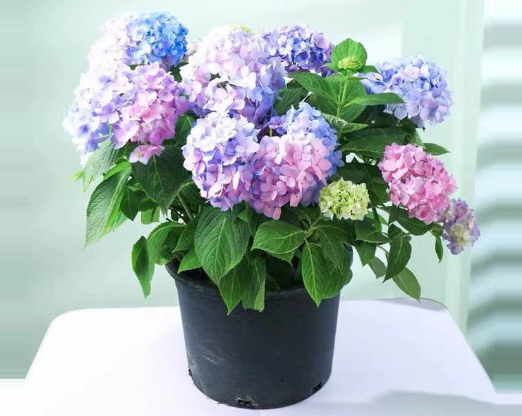 花卉繡球